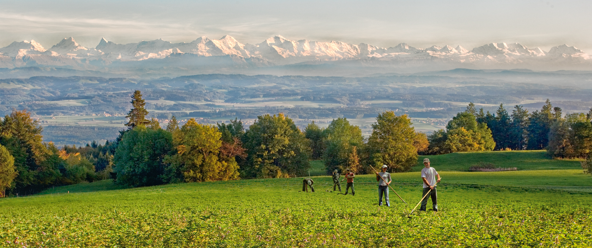 Vue de la famille Studer cultivant des herbes à l’Alpfelenhof en Suisse, avec les Alpes enneigées en arrière-plan.