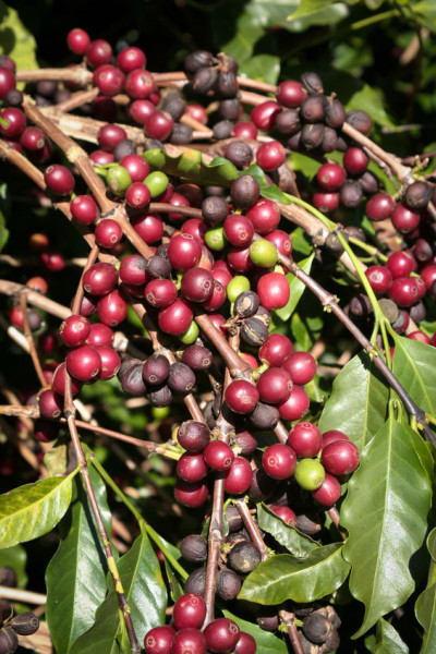 rote-Kaffeefruechte-Brasilien